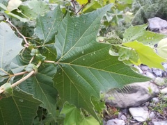 Platanus rzedowskii