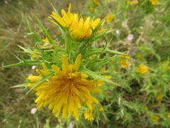 Scolymus hispanicus