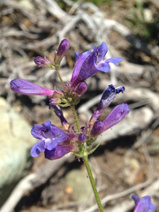 Penstemon gracilentus