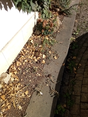 Asplenium scolopendrium scolopendrium