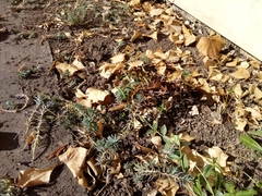 Asplenium scolopendrium scolopendrium