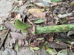 Amorphophallus kiusianus
