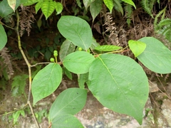 Lindera reflexa
