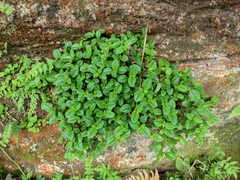 Melastoma dodecandrum