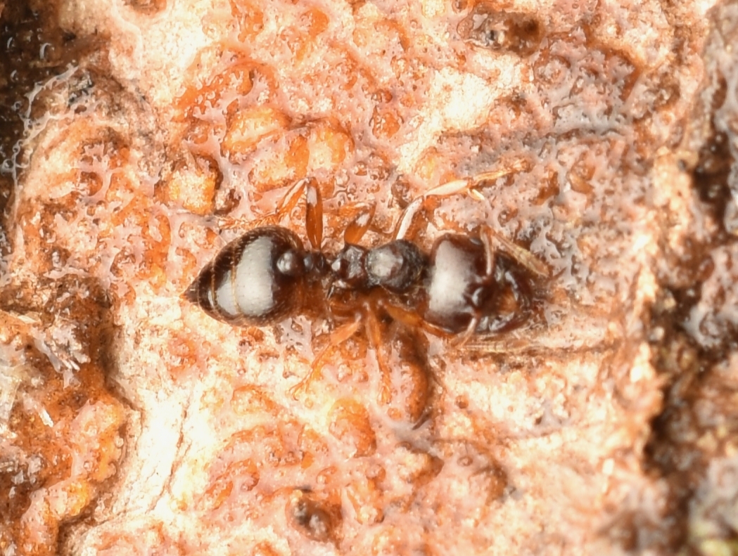 Crematogaster stollii