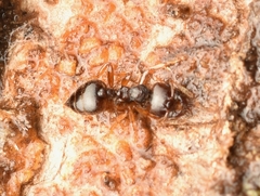 Crematogaster stollii
