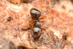 Crematogaster stollii