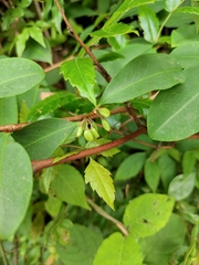 Erythroxylum sinense