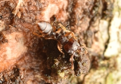 Crematogaster stollii