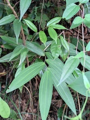 Polygonatum cyrtonema