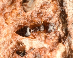 Crematogaster stollii