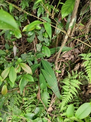 Polygonatum cyrtonema