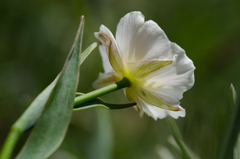 Ranunculus amplexicaulis