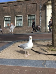 Larus argentatus