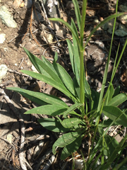 Penstemon gracilentus