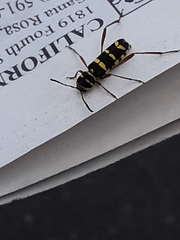 Neoclytus angelicus