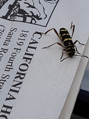 Neoclytus angelicus