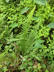 Phegopteris decursive-pinnata