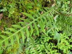 Phegopteris decursive-pinnata