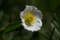 Ranunculus amplexicaulis