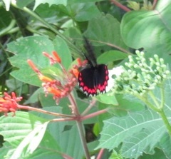 Parides montezuma