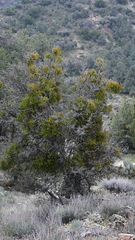 Quercus john-tuckeri