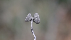 Quercus john-tuckeri