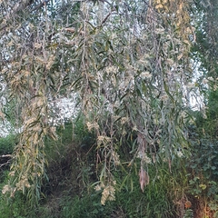 Melaleuca fluviatilis
