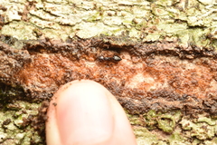 Crematogaster stollii