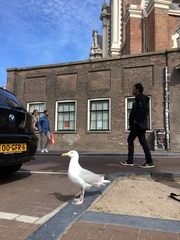 Larus argentatus