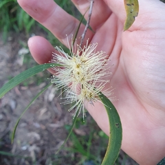 Melaleuca fluviatilis