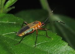 Dysdercus ruficollis