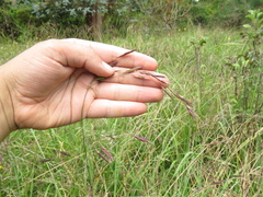 Bromus pitensis