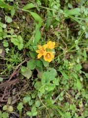 Lysimachia congestiflora