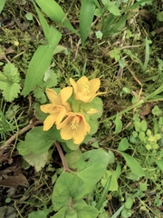 Lysimachia congestiflora