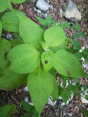 Greenmaniella resinosa