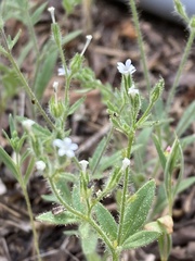 Allophyllum integrifolium