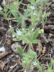 Allophyllum integrifolium