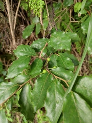 Lindera glauca