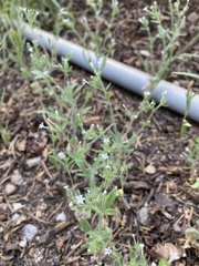 Allophyllum integrifolium