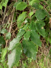 Lindera glauca