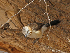 Turdoides gymnogenys