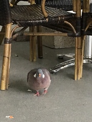 Columba palumbus