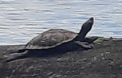 Graptemys ouachitensis