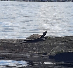 Graptemys ouachitensis