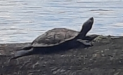 Graptemys ouachitensis