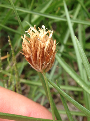 Trifolium longipes