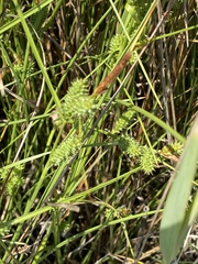 Carex extensa