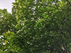 Cornus hongkongensis