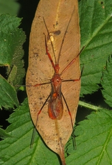 Ricolla quadrispinosa